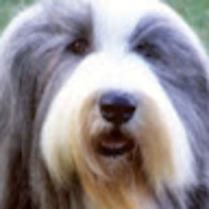Meet your Posher, Mybeardedcollie